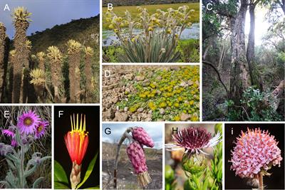 South America holds the greatest diversity of native daisies (Asteraceae) in the world: an updated catalogue supporting continental-scale conservation